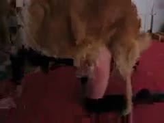 On a webcam, an amateur playgirl with a nice ass and a hairless cunt is screwed and mounted for strangers.
